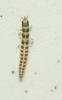 Mantispa styriaca
